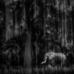 New Beginning: Ekatvasutra India Foundation Registered as a Section 8 Company; Bihar Chaupal Chennai to Serve as Its Cultural Wing